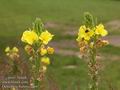 Oenothera_biennis_a466