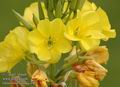 Oenothera_biennis_a468