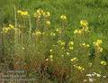 Oenothera_biennis_a470