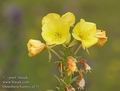 Oenothera_biennis_a471