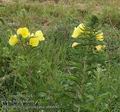 Oenothera_glazioviana_ab6693