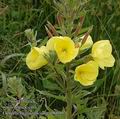 Oenothera_glazioviana_ab6699