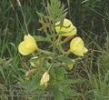 Oenothera_glazioviana_ab6703