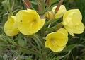 Oenothera_glazioviana_ab6709