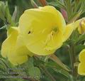 Oenothera_glazioviana_ab6713