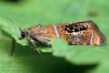 Olethreutes_arcuella_cc7283s