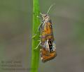Olethreutes_arcuella_ch8605s