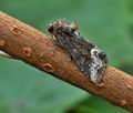 Oligia_strigilis_bo1064