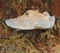 Oligoporus_caesius_a8403