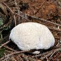 Oligoporus_ptychogaster_be5112