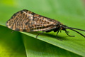 Oligostomis_reticulata_jm4728s