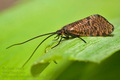 Oligostomis_reticulata_jm4815s