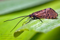Oligostomis_reticulata_jm4852s