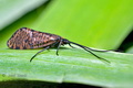 Oligostomis_reticulata_jm4888s