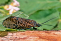 Oligostomis_reticulata_jm6085