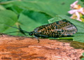 Oligostomis_reticulata_jm6292