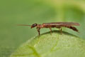 Oligotoma_saundersii_jm1273s
