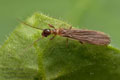 Oligotoma_saundersii_jm1294s