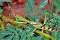 Omomantis_zebrata_ad3607