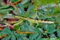 Omomantis_zebrata_ad3609