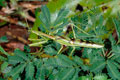 Omomantis_zebrata_ad3610