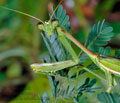Omomantis_zebrata_ad3612