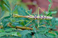 Omomantis_zebrata_ad3616