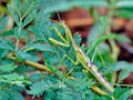 Omomantis_zebrata_ad3620
