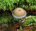 Omphalina_cyanophylla_hy9592