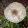 Omphalina_epichysium_al9396