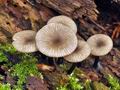 Omphalina_epichysium_bs8735