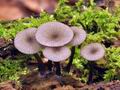 Omphalina_epichysium_bs8738