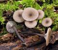 Omphalina_epichysium_bs8746