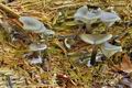 Omphalina_epichysium_cr6585s