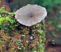 Omphalina_epichysium_hx1819s