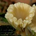 Omphalina_ericetorum_ak2388