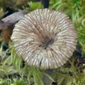 Omphalina_gerardiana_bn9140