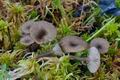 Omphalina_gerardiana_br5967