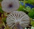 Omphalina_gerardiana_br5970