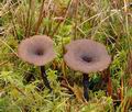 Omphalina_oniscus_bp4458