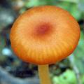 Omphalina_postii_al9856