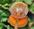 Omphalina_postii_bs9383