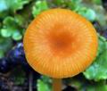 Omphalina_postii_bv0904