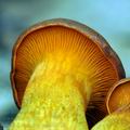 Omphalotus_olearius_bh8492
