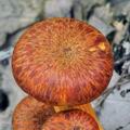 Omphalotus_olearius_bm2063