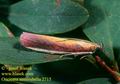 Oncocera_semirubella_2715