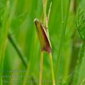 Oncocera_semirubella_bg4393