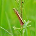 Oncocera_semirubella_bg4398