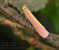 Oncocera_semirubella_bh3431