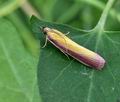 Oncocera_semirubella_bu5215